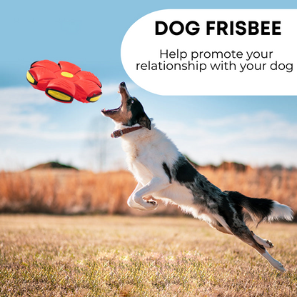 Everyday Essentials™ Dog Frisbee