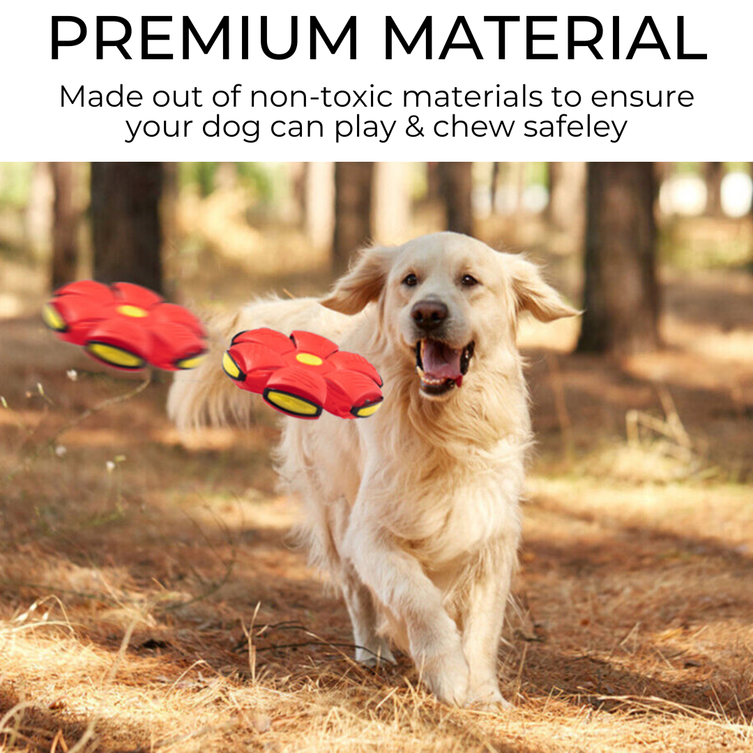 Everyday Essentials™ Dog Frisbee
